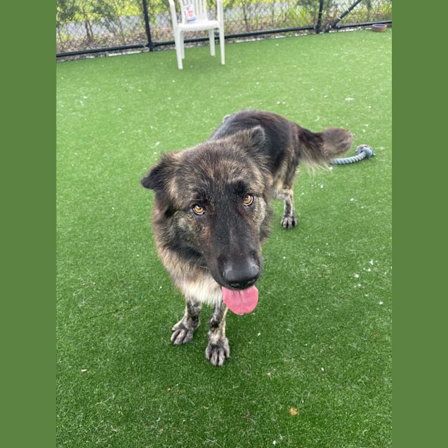 Photo of Leo Imp 2226