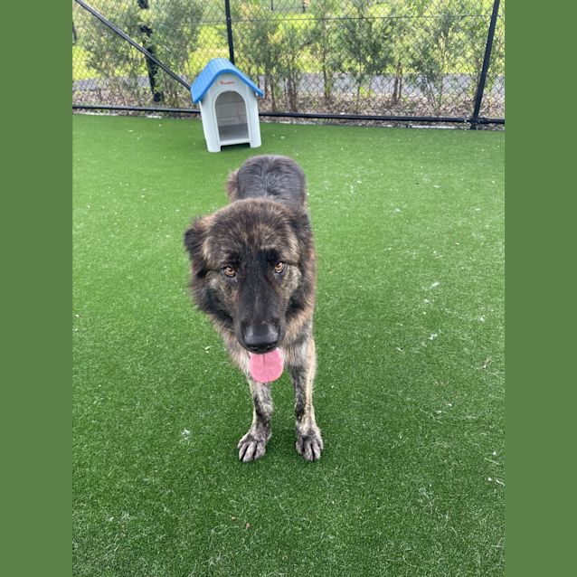 Photo of Leo Imp 2226