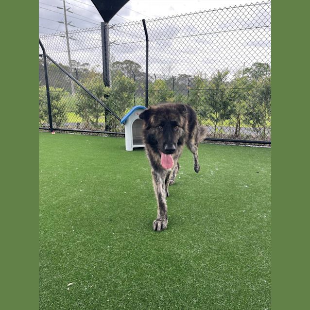 Photo of Leo Imp 2226