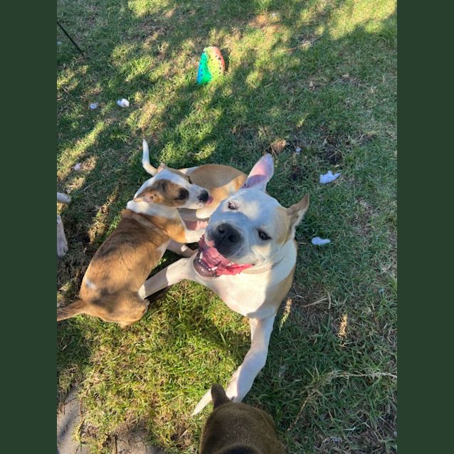 Photo of Bullseye