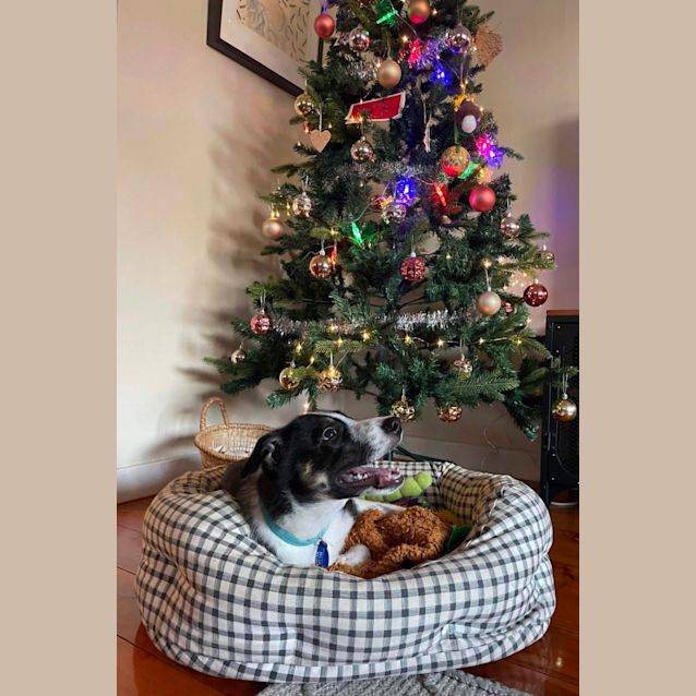 Photo of Jude   18 Week Old Border Collie (Trial)