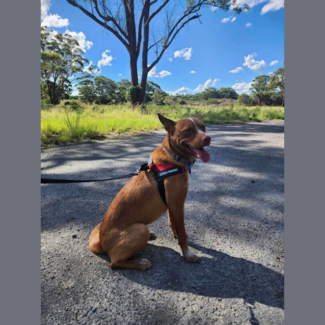Photo of Red   3 Year Old Kelpie X Cattle Dog (Trial)