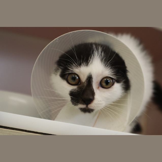 Photo of Spot