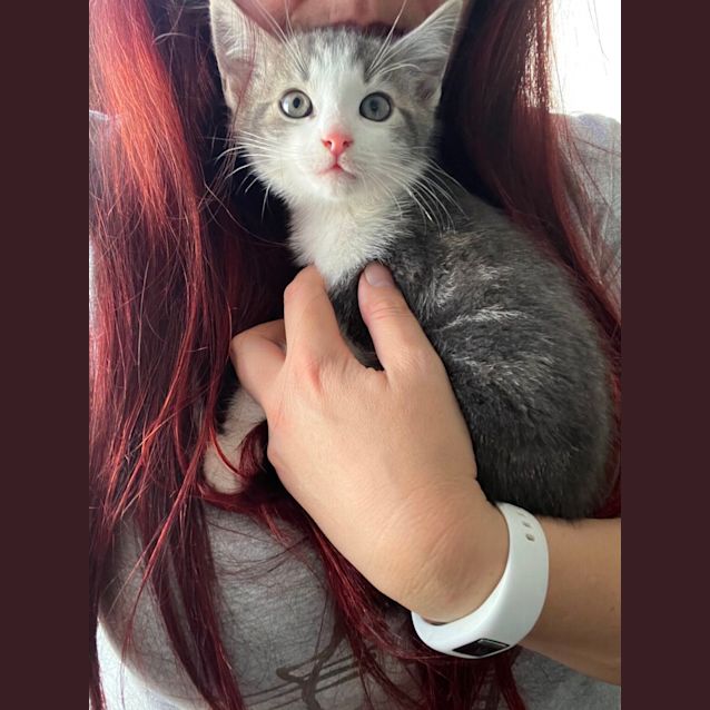 Photo of Amory *9 Lives Project Rescue*