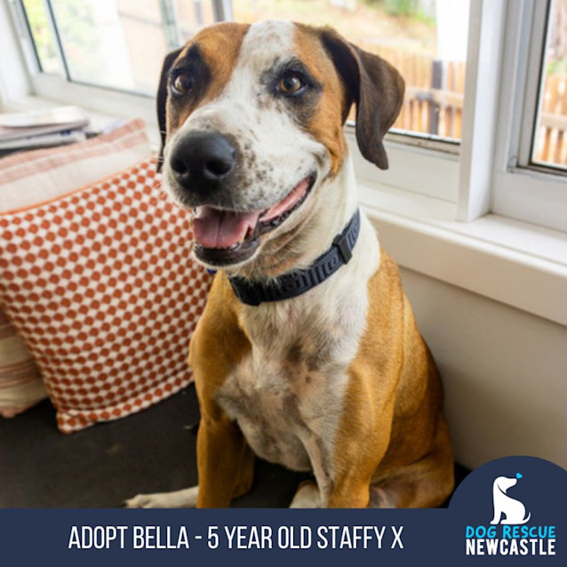 Photo of Bella   5 Year Old Staffy X 