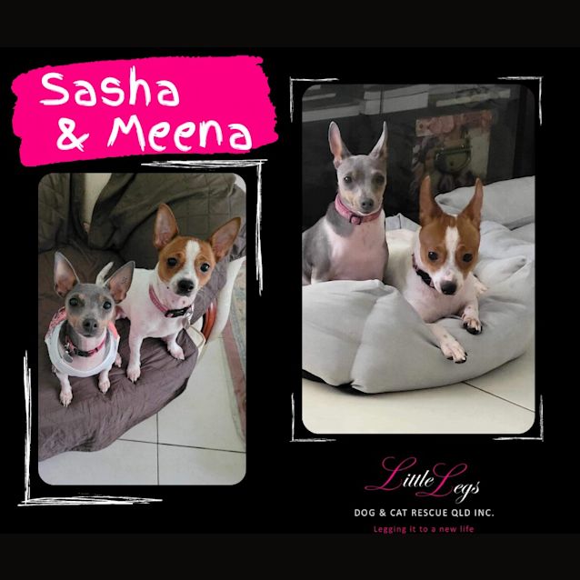 Photo of Sasha / Meena