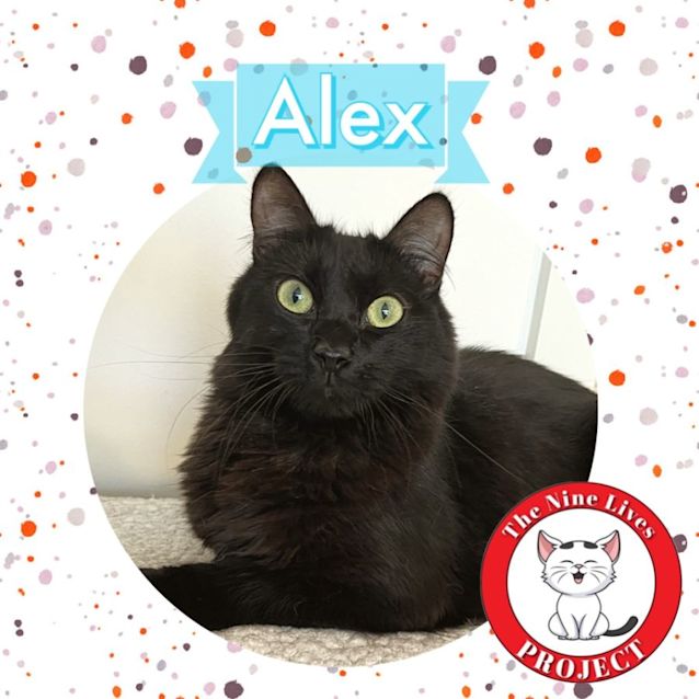Photo of Alex *9 Lives Project Rescue*