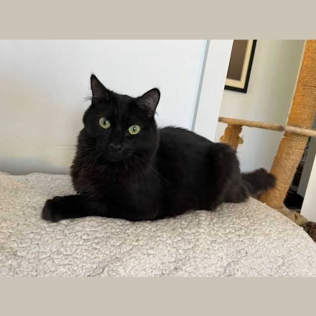 Photo of Alex *9 Lives Project Rescue*