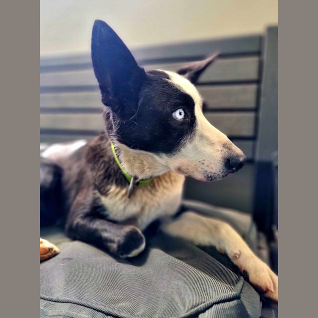 Photo of Skye