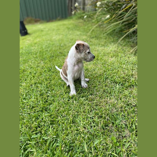 Photo of Jewels   6 Week Old Staffy (Trial)