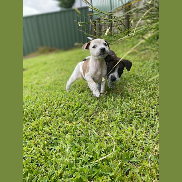 Photo of Jewels   6 Week Old Staffy (Trial)