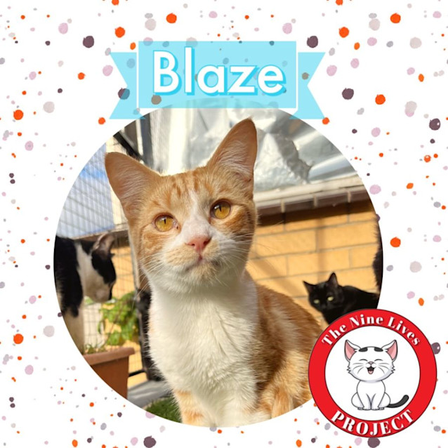 Photo of Blaze *9 Lives Project Rescue*