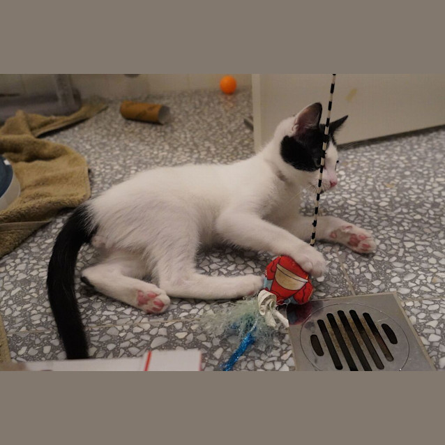 Photo of Zorro