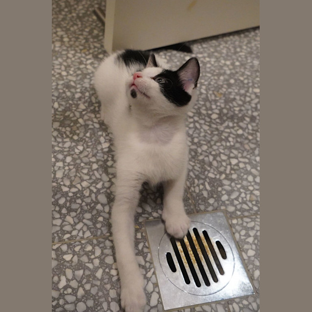 Photo of Zorro