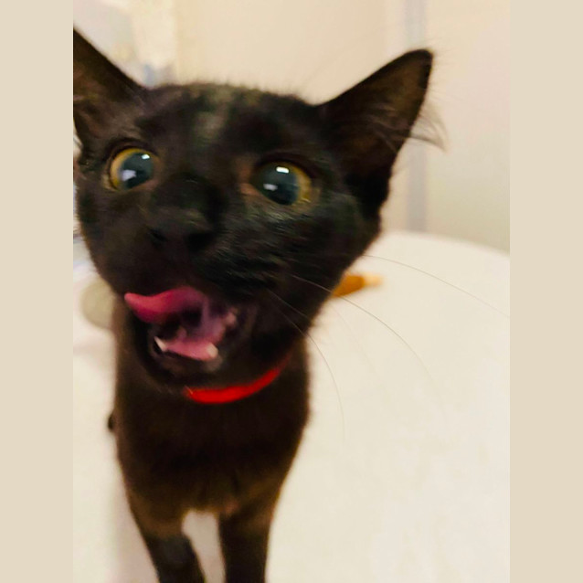 Photo of Anika (Annie)