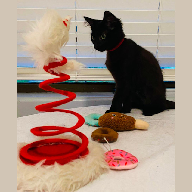 Photo of Anika (Annie)