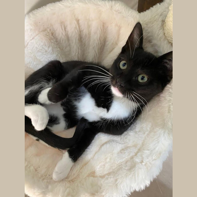 Photo of Mittens ( Was Mimi )