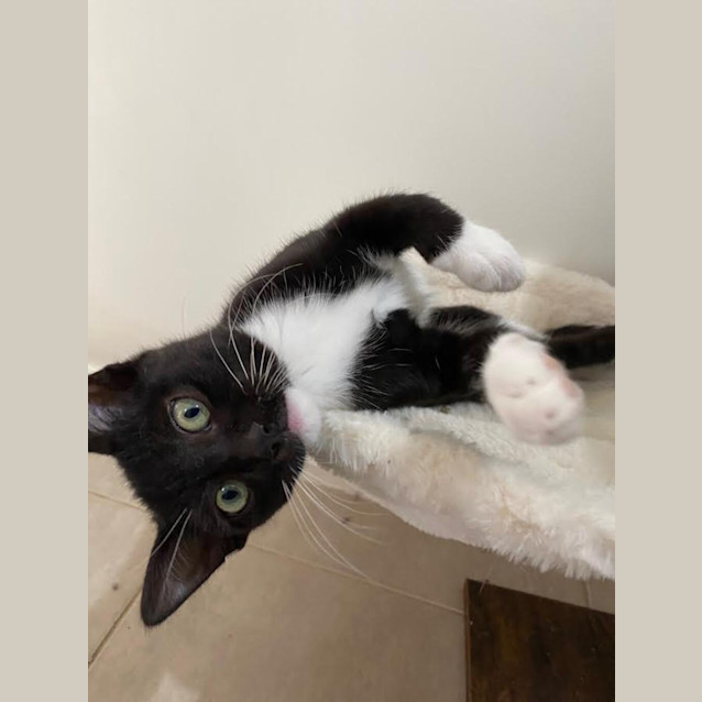 Photo of Mittens ( Was Mimi )