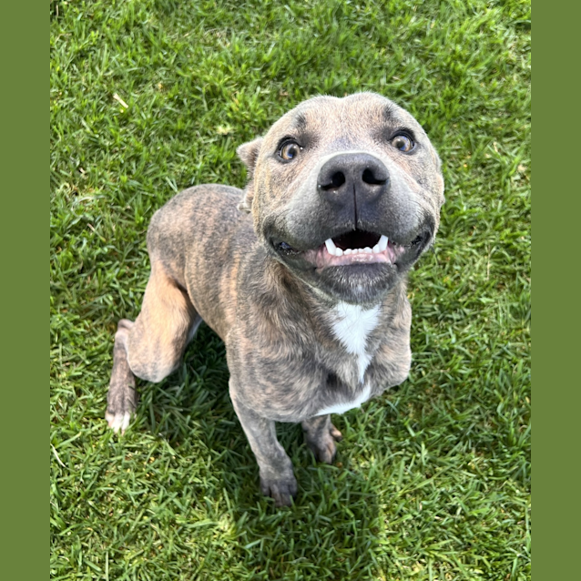 Photo of Dash