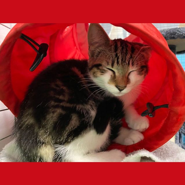 Photo of Oliver