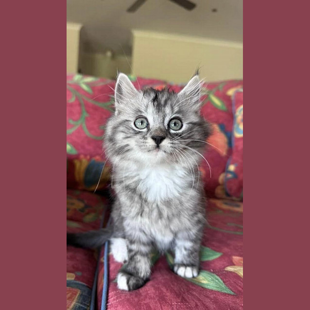 Photo of Oryn