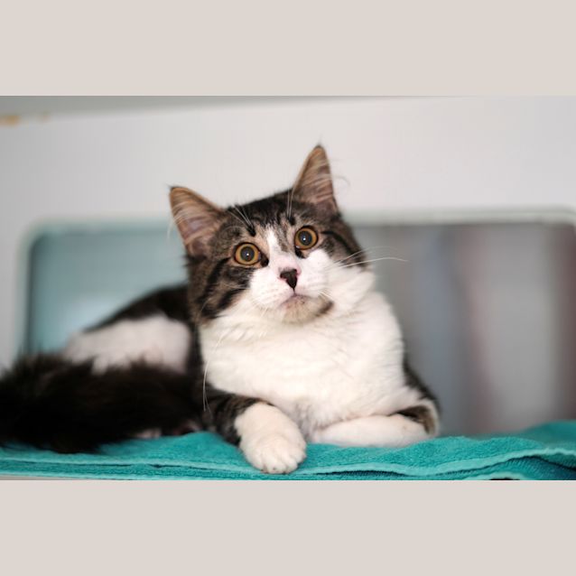 Photo of Herbert