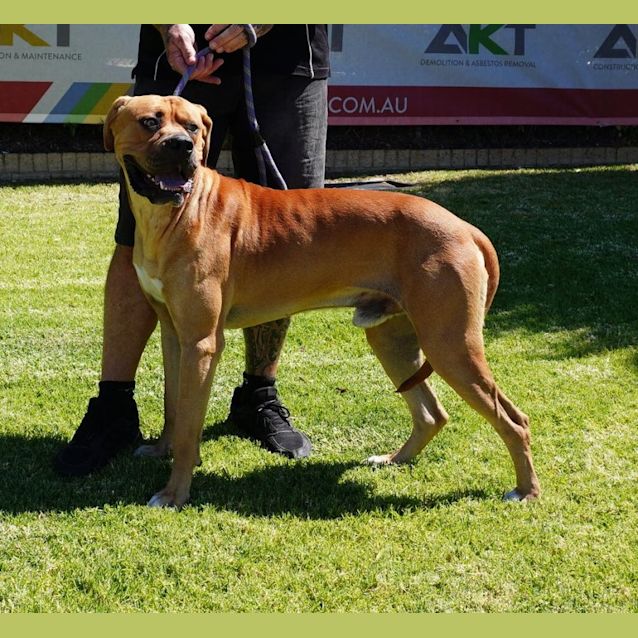 Photo of Apollo
