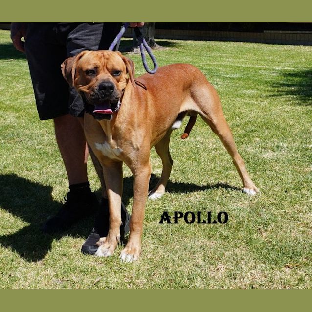 Photo of Apollo