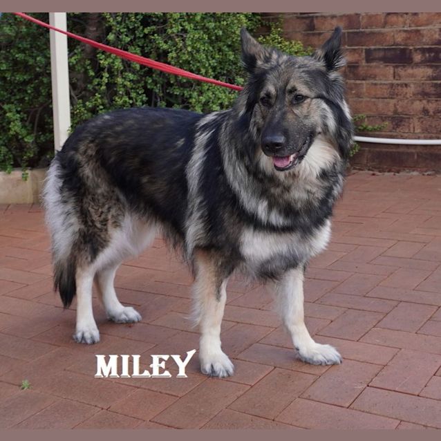 Photo of Miley