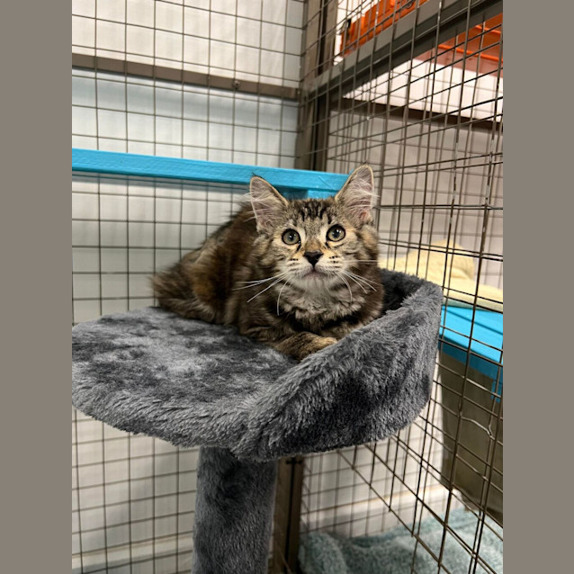 Photo of Mimir ( Was Millie)