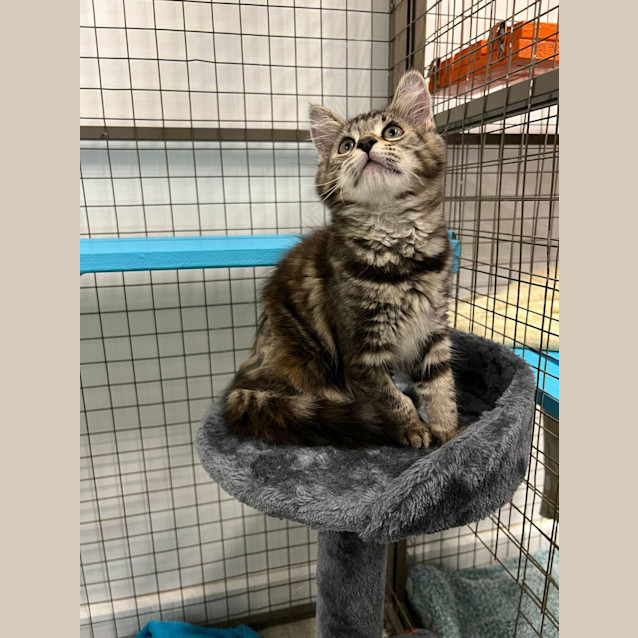 Photo of Mimir ( Was Millie)