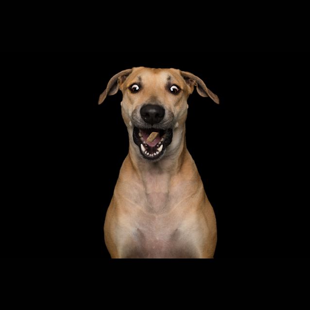 Photo of Taffy