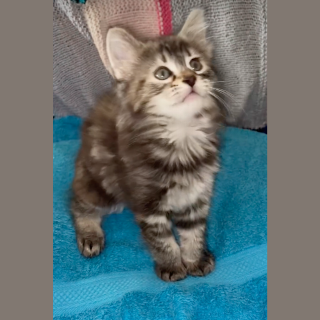 Photo of Mimir ( Was Millie)