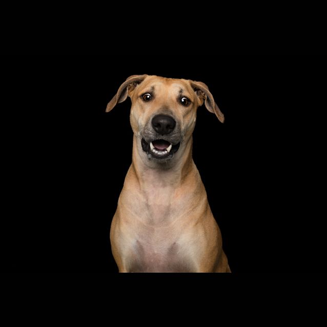 Photo of Taffy