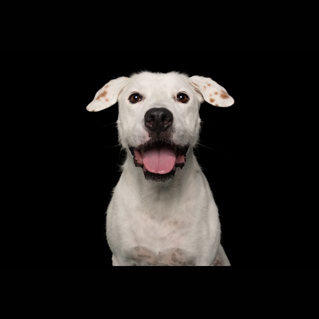 Photo of Sirius