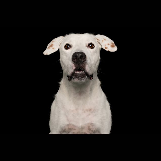 Photo of Sirius