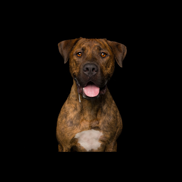 Photo of Bandit