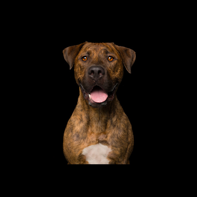 Photo of Bandit