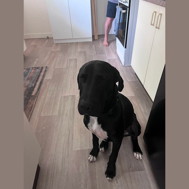 Photo of Boof