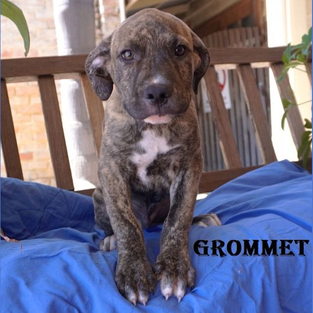 Photo of Grommet And Wallace
