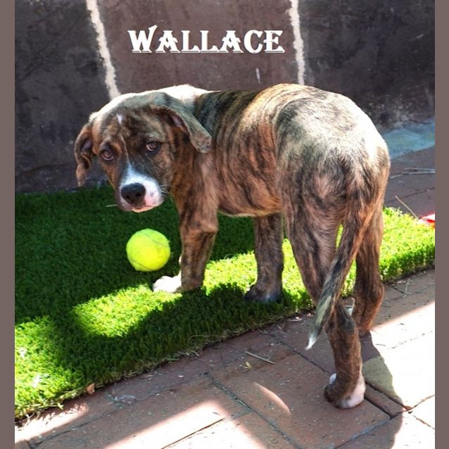 Photo of Grommet And Wallace