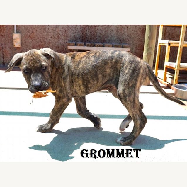 Photo of Grommet And Wallace
