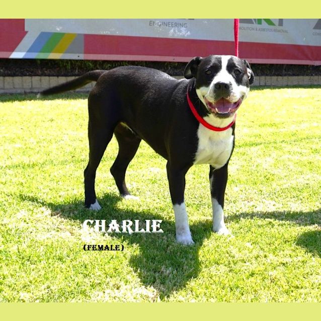 Photo of Charlie