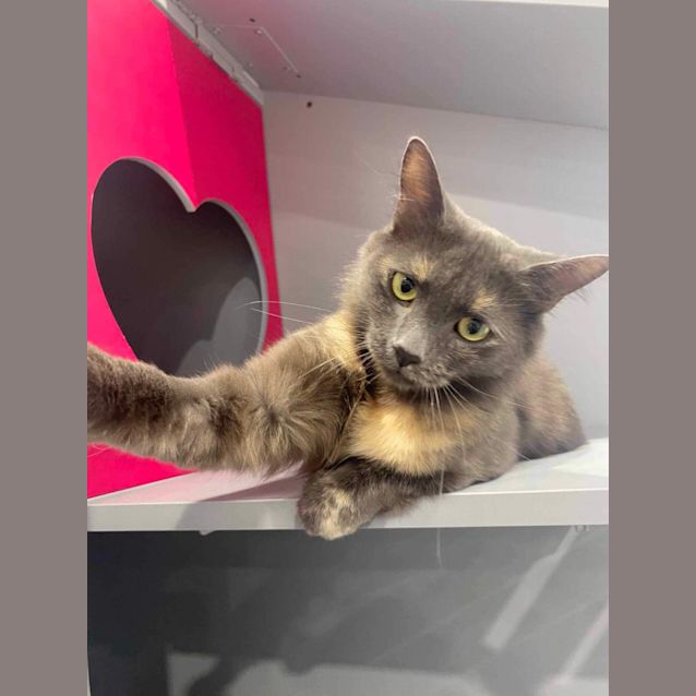 Photo of Willow 🩷