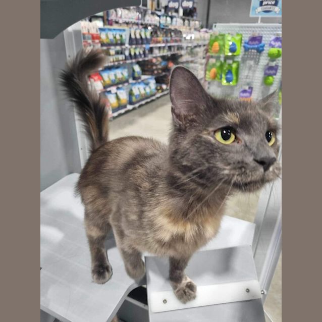 Photo of Willow 🩷