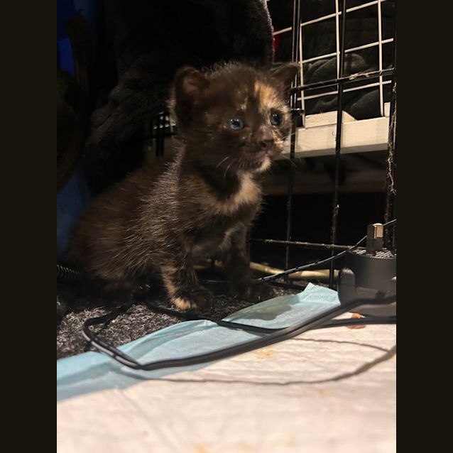Photo of Peridot ** 2nd Chance Cat Rescue**