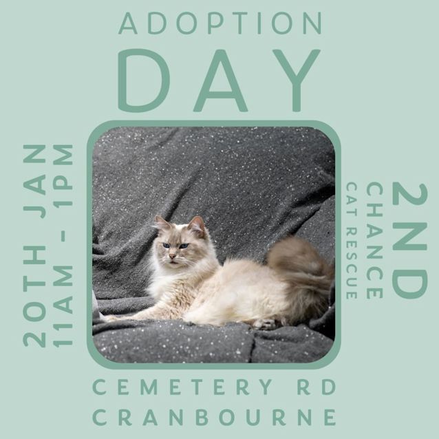 Photo of Peridot ** 2nd Chance Cat Rescue**