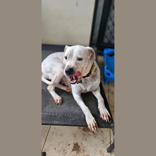 Photo of Stella