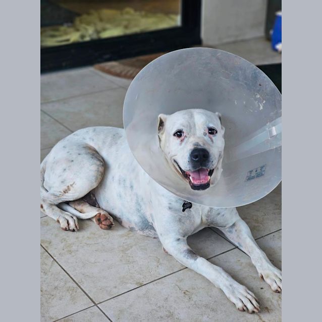 Photo of Stella