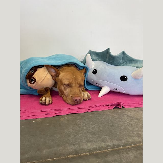 Photo of Shelby